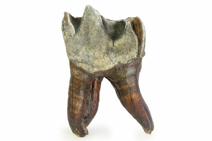 Fossil Woolly Rhino (Coelodonta) Tooth - Siberia #350946